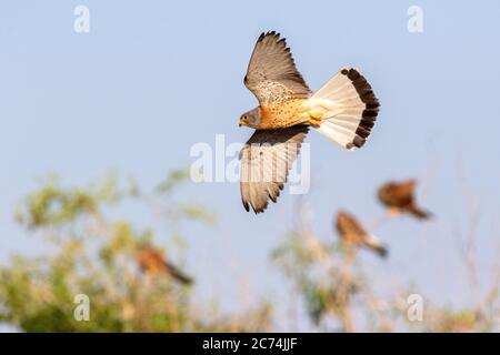 Kleiner Turmfalken (Falco naumanni), Männchen im Flug, Spanien Stockfoto