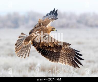 Bonellis-Adler (Hieraaetus fasciatus, Aquila fasciata), unreif im Flug über einem frostbedeckten Feld in Toledo, Spanien, Toledo Stockfoto