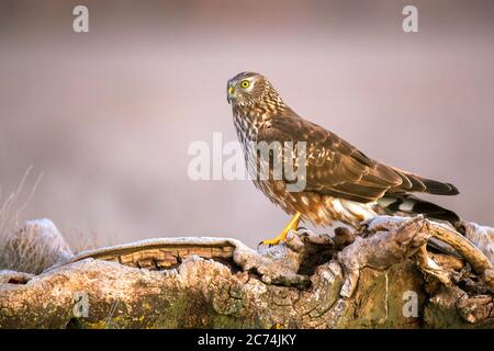 Henne-Harrier (Circus cyaneus), Erwachsene weibliche sitzend, Spanien Stockfoto