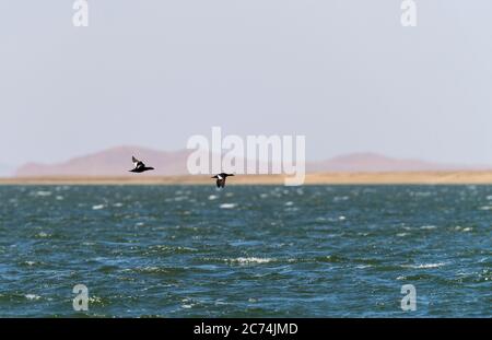 Sibirischer Schotte, Weißflügeliger Schotte (Melanitta stejnegeri), Männchen und Weibchen im Flug über einen riesigen See, Mongolei Stockfoto