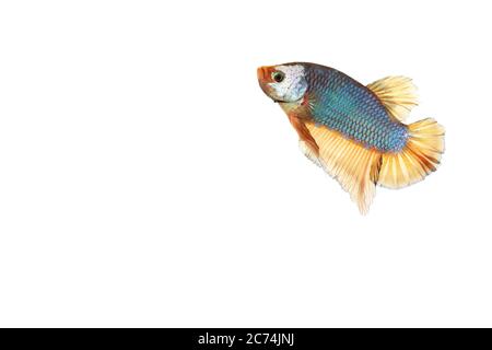 Siam Kampffisch (Betta splenden) grüne Drachenform (gelbe Flosse) auf weißem Hintergrund Stockfoto