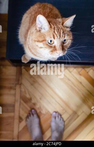 Blick aus der Höhe auf die lustige Ingwer-Katze auf dem kleinen Tisch Stockfoto