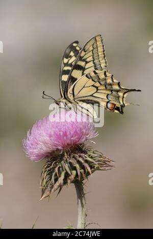 Schwalbenschwanz (Papilio machaon), Nektar an einer rosa Blüte saugen, Seitenansicht, Frankreich, Mercantour-Nationalpark Stockfoto