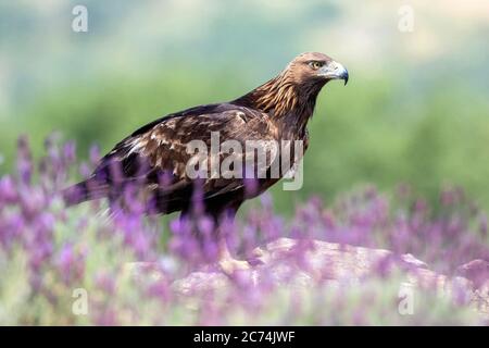 goldener Adler (Aquila chrysaetos), ruht auf einem Felsen auf dem Boden, umgeben von lila Blumen, Spanien Stockfoto