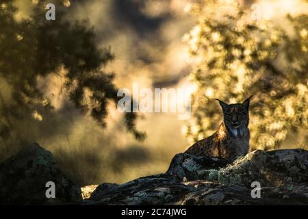 Iberischer Luchs (Lynx Pardinus), schlafend auf einem Felsen mit Hintergrundbeleuchtung, Spanien Stockfoto