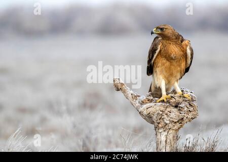 Bonellis Adler (Hieraaetus fasciatus, Aquila fasciata), unreif auf einem stubb in Toledo, Spanien, Toledo Stockfoto