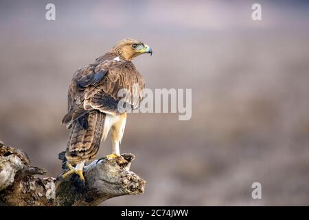 Bonellis Adler (Hieraaetus fasciatus, Aquila fasciata), unreif auf einem stubb in Toledo, Spanien, Toledo Stockfoto