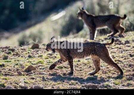 Iberischer Luchs (Lynx Pardinus), zwei iberische Luchse, die zusammen in Cordoba, Spanien, wandern Stockfoto