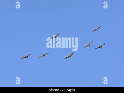 sandhill Kran (Grus canadensis, Antigone canadensis), Flock hoch oben, Nordamerika Stockfoto