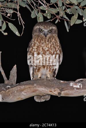 Southern Boobook, Southern Boobook Eule (Ninox boobook ocellata, Ninox ocellata), in der Nacht, Asien Stockfoto