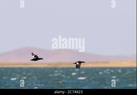 Sibirischer Schotte, Weißflügeliger Schotte (Melanitta stejnegeri), Männchen und Weibchen im Flug über einen riesigen See, Mongolei Stockfoto