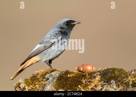 Schwarzer Rottanz (Phoenicurus ochruros), Männchen auf einem Felsen mit Moos, Spanien Stockfoto