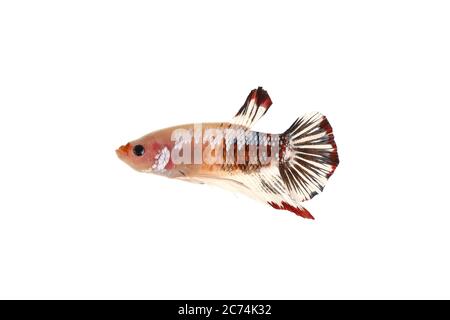 Siam kämpfende Fische (Betta splenden) bilden Koi auf weißem Hintergrund Stockfoto