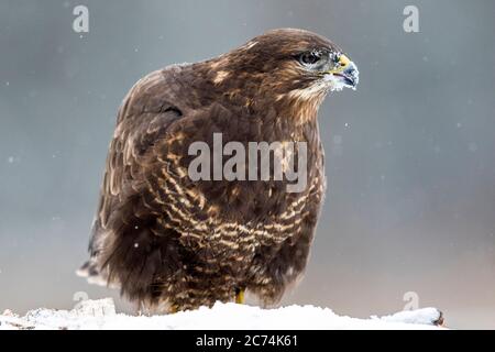 Bussard Eurasis (Buteo buteo), auf dem schneebedeckten Boden stehend, Polen, Nationalpark Bialowieza Stockfoto