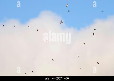 rotflügel (Turdus iliacus), Zugfloh über Tongplaat, Niederlande, Südholland, Dordtse Biesbosch Tongplaat Stockfoto