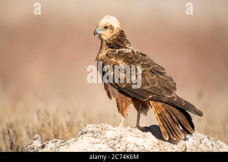 WESTERN Marsh Harrier (Circus aeruginosus), unreif auf dem Boden stehend, Spanien Stockfoto