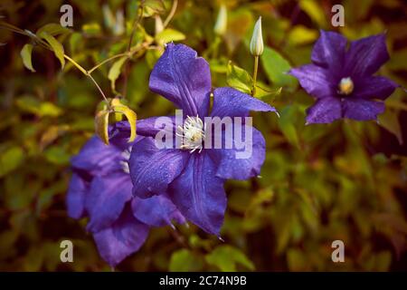 Moody Blüten von Clematis, große lila Knospen auf dunkelgrünem Hintergrund Stockfoto