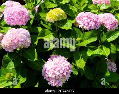 Rosa Hortensien macrophylla oder MOPHEAD Hortensien Blüten Stockfoto