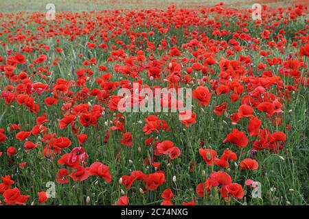 Rotes Mohn Feld mit einer Roggenwiese Stockfoto