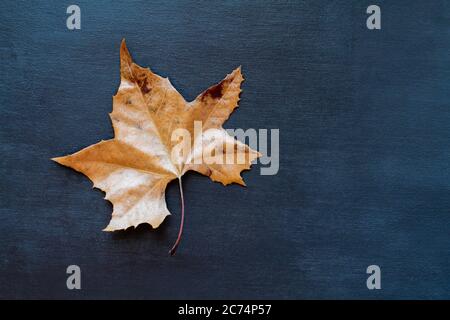 Getrocknete und tote Herbst-Sycamore-Blatt über einem strukturierten schwarzen blauen Holzhintergrund oder Tisch geschossen. Draufsicht. Stockfoto