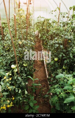 Gewölbtes Gewächshaus mit Tomatenbüschen - Tomaten wachsen in einem Boden auf einem Bauernhof in einem kalten Klima Stockfoto