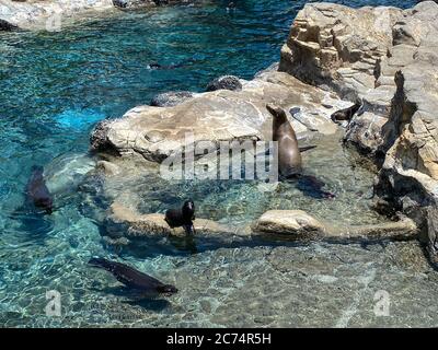 Orlando, FL/USA-7/12/20: Die Seelöwen und Hafenversiege im Pacific Point Schutzgebiet bei Seaworld in Orlando, Florida. Stockfoto