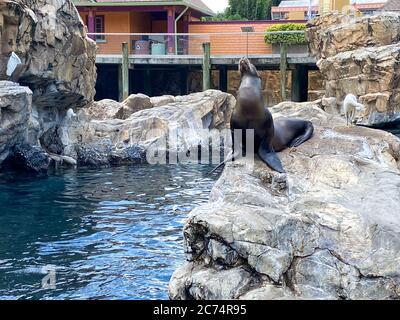 Orlando, FL/USA-7/12/20: Ein Seelöwe, der auf einem Felsen im Pacific Point Schutzgebiet bei Seaworld in Orlando, Florida ruht. Stockfoto