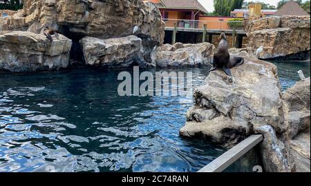 Orlando, FL/USA-7/12/20: Ein Seelöwe, der auf einem Felsen im Pacific Point Schutzgebiet bei Seaworld in Orlando, Florida ruht. Stockfoto