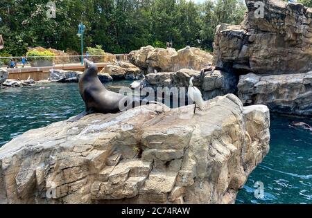 Orlando, FL/USA-7/12/20: Ein Seelöwe, der auf einem Felsen im Pacific Point Schutzgebiet bei Seaworld in Orlando, Florida ruht. Stockfoto