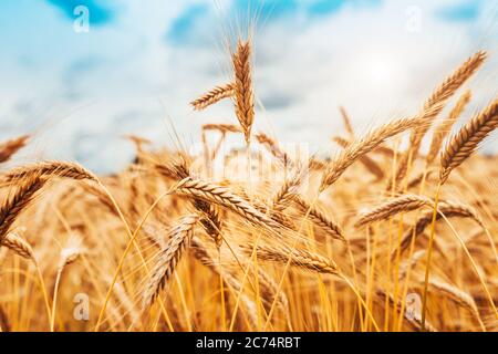 Gelbe Ähren von Weizen vor blauem Himmel Hintergrund - Sonnenenergie für reifende Getreide - reiche Ernte Stockfoto