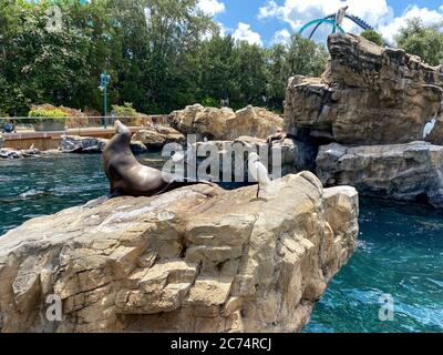 Orlando, FL/USA-7/12/20: Ein Seelöwe, der auf einem Felsen im Pacific Point Schutzgebiet bei Seaworld in Orlando, Florida ruht. Stockfoto