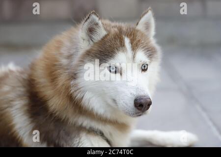 Ein Husky in anatolien Stockfoto