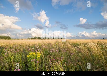 Natur- und Erholungsgebiet 'Bentwoud' im westlichen Teil der Niederlande. Wiesen, Bäume und Wildblumen unter einem schönen Himmel. Stockfoto