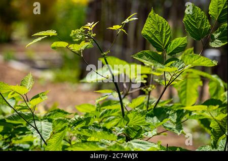 Botanische Sammlung von Heilpflanzen und Kräutern, Eleutherococcus senticosus oder Teufelsbusch, sibirischen Ginseng, eleuthero endemische Pflanze Stockfoto