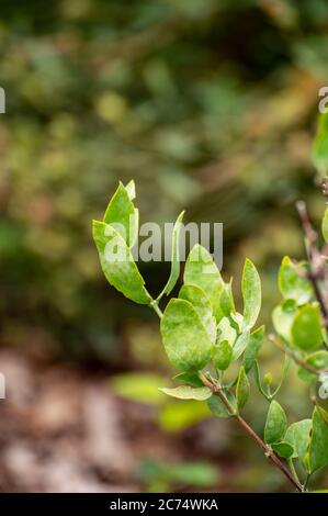 Botanische Sammlung von medizinischen und kosmetischen Pflanzen und Kräutern, Jojoba Simmondsia chinensis oder Ziegennuss, pignut, Haselnuss, Chininnuss, coffeeeberry Stockfoto