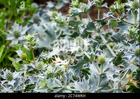 Botanische Sammlung von Heilpflanzen und Kräutern, Eryngium maritimum oder Seeteusche oder Seeteufer Eryngo Pflanze im Sommer Stockfoto