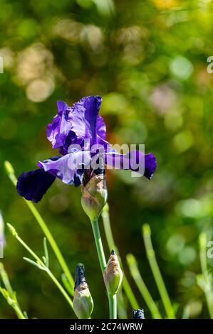 Blüte der großen dunkelvioletten großen bärtigen Iris Blume im sonnigen Garten Stockfoto