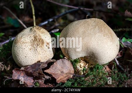 Skleroderma citrinum, Gemeine Erdballpilze ein runder Waldpilz im Herbst Stockfoto