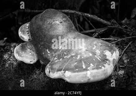 Bracket Pilz Pilze aus einem verfallenden Baumstamm im Herbst wachsen schwarz und weiß einfarbig Stockbild Stockfoto