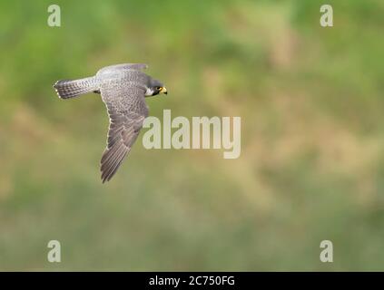 Ein erwachsener Peregrine Falcon (Falco peregrinus) im Flug über die Avon Gorge, Bristol Stockfoto