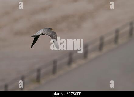 Ein erwachsener Peregrine Falcon (Falco peregrinus), der über die Straße unterhalb der Avon Gorge in Bristol fliegt Stockfoto