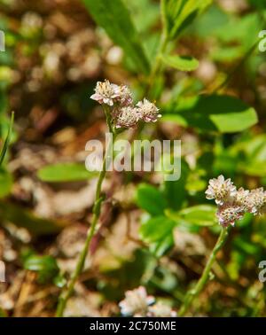 Origanum -Oregano, Gattung der Stauden und Stauden in der Familie Lamiaceae, heimisch in Europa, Nordafrika, und ein Großteil der gemäßigten Asien. Stockfoto