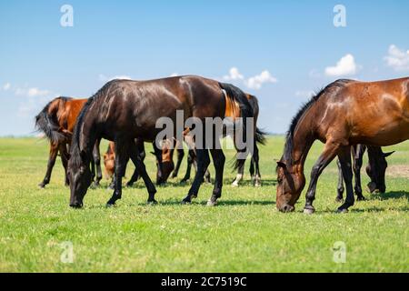 Nonius Pferde in den Hortobagy Feldern in Ostungarn Stockfoto