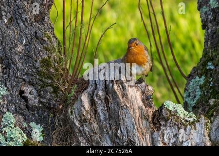 Europäischer Robin Erithacus rubecula Baum Stamm O Seixo Mugardos Galicia Spanien Stockfoto