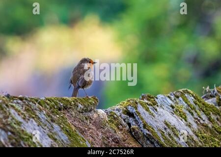 Europäische Robin Erithacus rubecula helle farbige Hintergrund O Seixo Mugardos Galicia Spanien Stockfoto