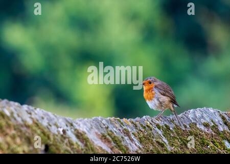 Europäischer Robin Erithacus rubecula Grün verschwommener Hintergrund O Seixo Mugardos Galicia Spanien Stockfoto