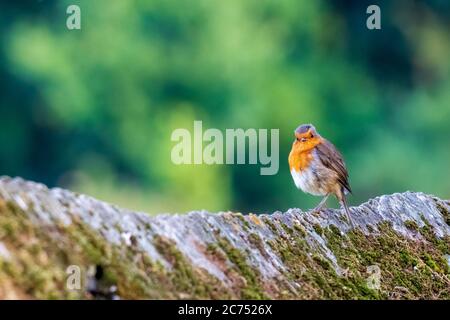 Europäische Robin Erithacus rubecula Blick verschwommen Hintergrund O Seixo Mugardos Galicia Spanien Stockfoto