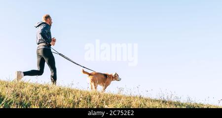 Canicross Übungen. Mann joggt mit seinem Beagle Hund am sonnigen Morgen Stockfoto