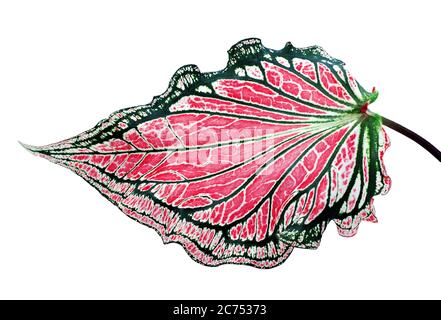 Caladium bicolor auf weißem Hintergrund Stockfoto