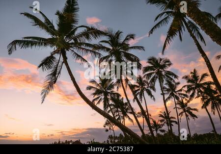 Sonnenuntergang über dem tropischen Strand. Sri Lanka. Stockfoto